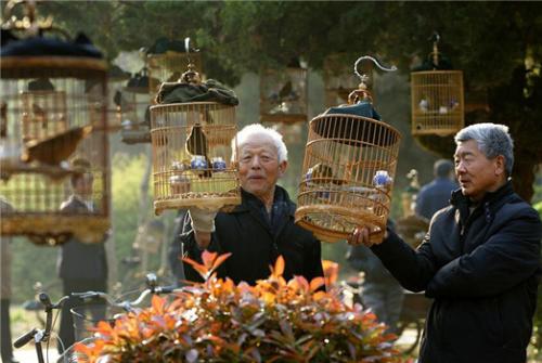 城市家庭养鸟注意这四种常见意外,尤其散养鹦鹉,更要注意前两种-派特超人-宠物