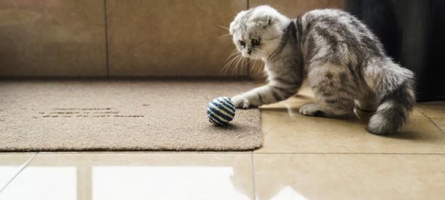 猫咪寻找安全感睡姿_猫咪睡姿分析_猫咪为什么喜欢睡在书堆里
