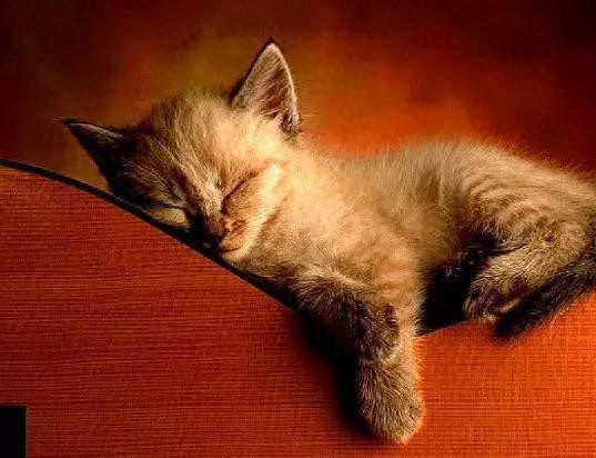 猫咪一天睡16小时的秘密,背后原因让人惊讶,你家猫中招了吗?-派特超人-宠物