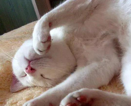 猫咪为什么喜欢睡在书堆里_猫咪深睡眠浅睡眠_猫咪睡眠时长
