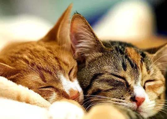 猫咪为什么喜欢睡在书堆里_猫咪深睡眠浅睡眠_猫咪睡眠时长