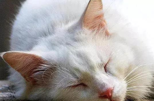 猫咪为什么喜欢睡在书堆里_猫咪睡眠时长_猫咪深睡眠浅睡眠