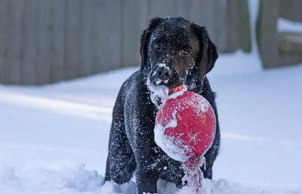 家有塞式猎犬,浓厚的毛发记得这样护理!-派特超人-宠物