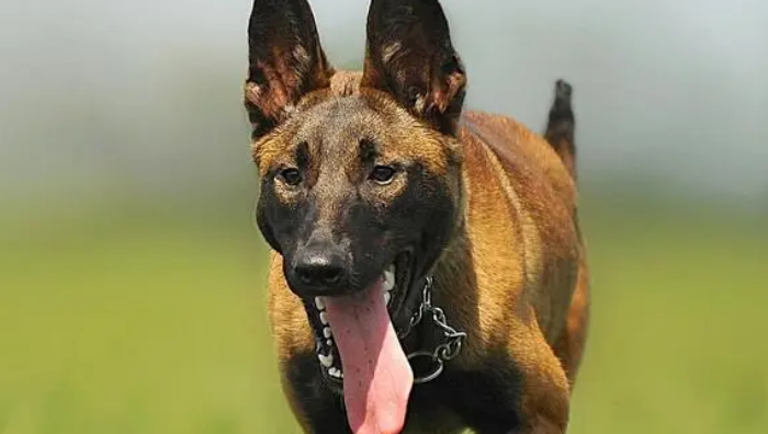 比利时玛利诺犬的养护常识 洗澡中有大学问-派特超人-宠物