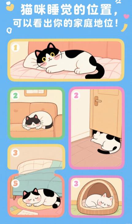 猫咪睡觉的位置,可以看出你的家庭地位!-派特超人-宠物