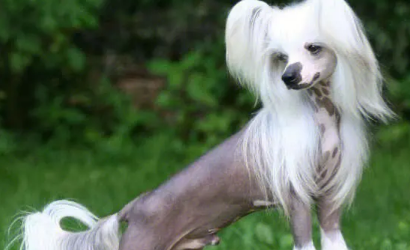 冠毛犬的日常护理 长毛品种的毛发易打结