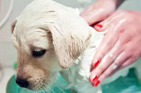 给狗狗美容的关键几招,感兴趣的来了解下吧-派特超人-宠物