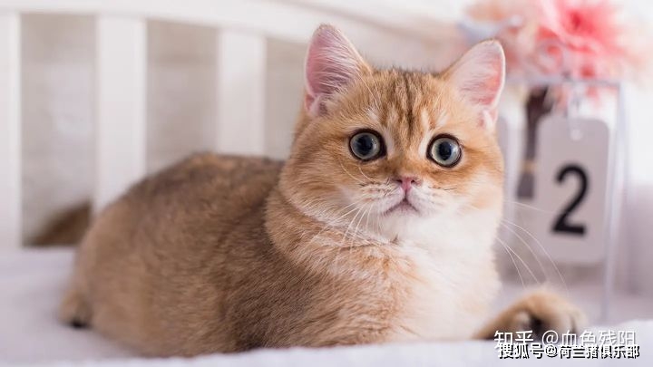 猫咪为何怕热,如何散热?猫咪中暑如何救治?-派特超人-宠物