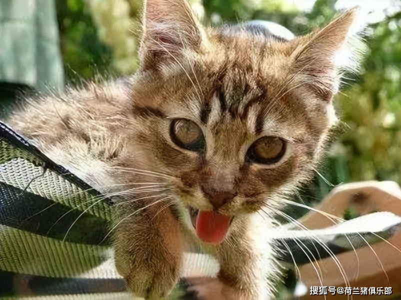 猫咪中暑散热方法_夏季猫咪出行准备_猫咪最喜欢的夏季避暑技巧