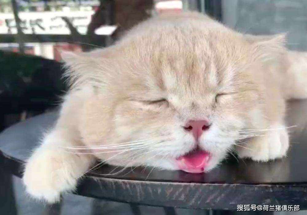 猫咪最喜欢的夏季避暑技巧_猫咪中暑散热方法_夏季猫咪出行准备