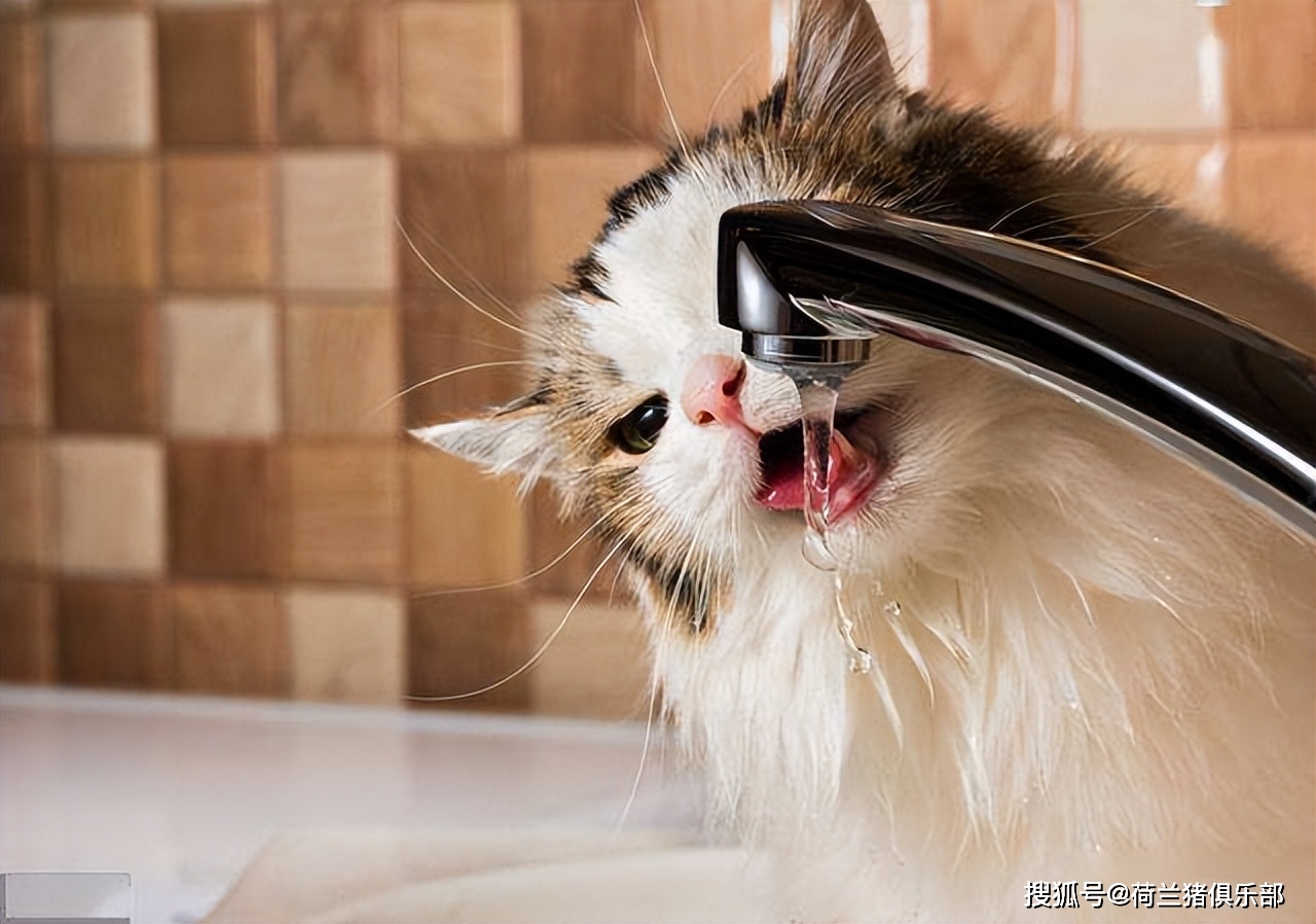 夏季猫咪出行准备_猫咪中暑散热方法_猫咪最喜欢的夏季避暑技巧