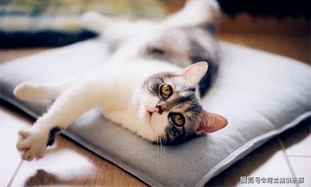 夏季猫咪出行准备_猫咪最喜欢的夏季避暑技巧_猫咪中暑散热方法