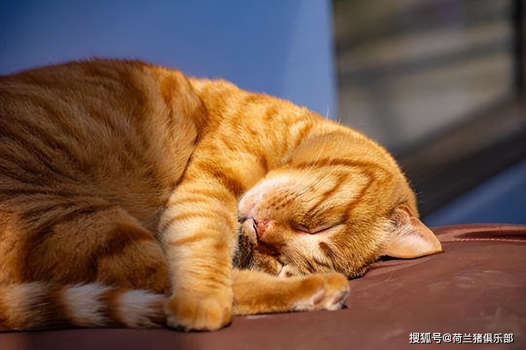猫咪中暑散热方法_猫咪最喜欢的夏季避暑技巧_夏季猫咪出行准备