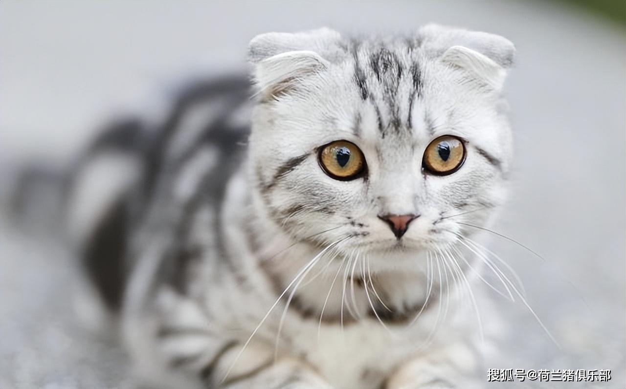 猫咪中暑散热方法_猫咪最喜欢的夏季避暑技巧_夏季猫咪出行准备