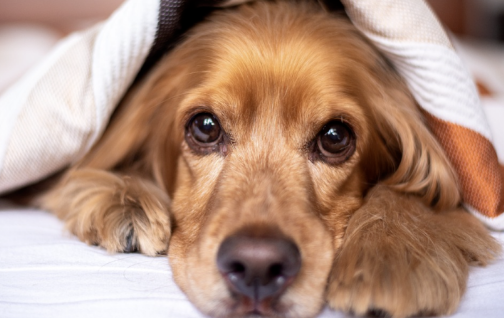 宠物狗狗毛发养护全攻略:让你家里不再狗毛满天飞-派特超人-宠物