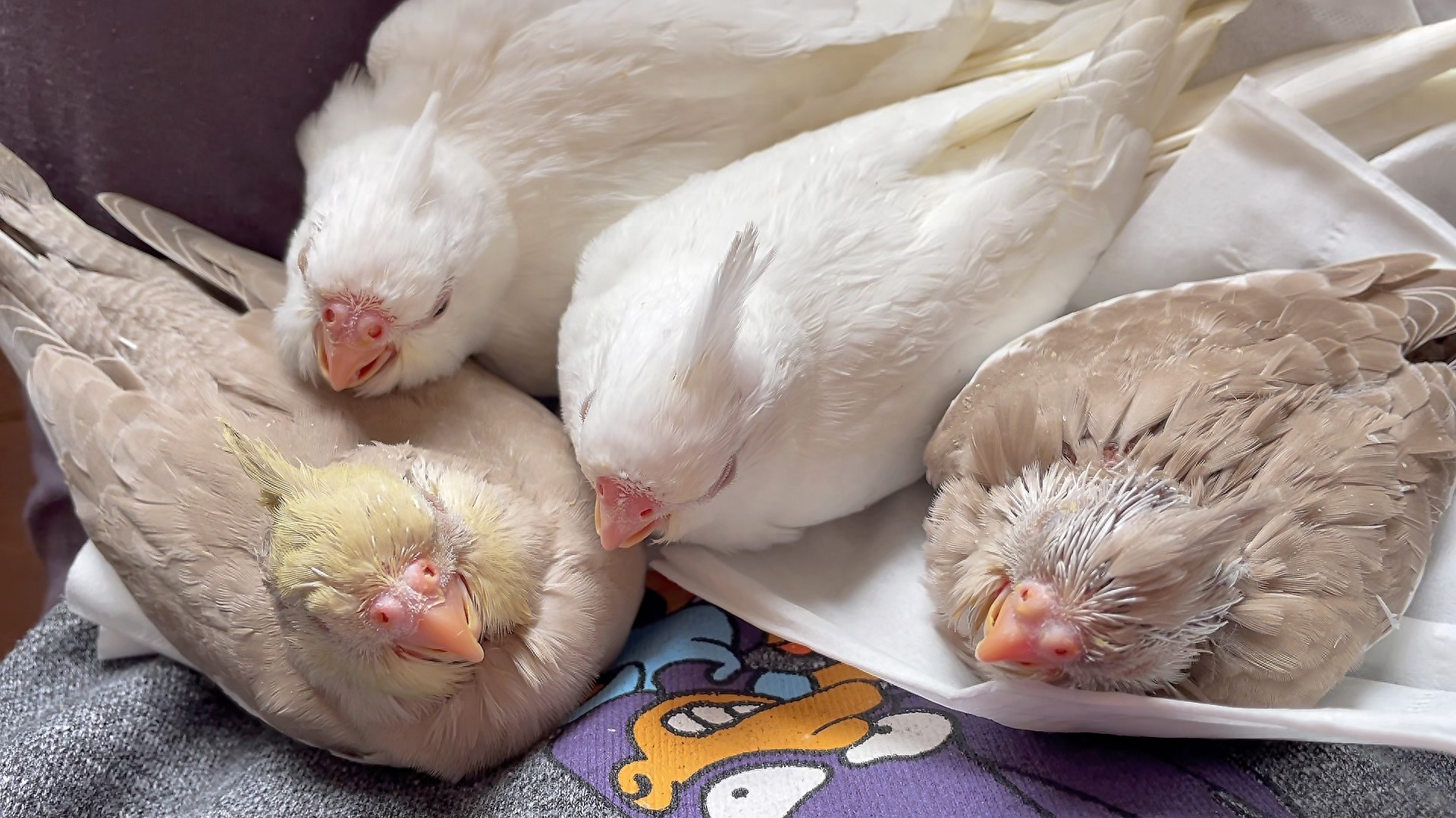 鹦鹉吃米饭的真相:喂错方法竟会害死它?这些坑千万别踩!-派特超人-宠物