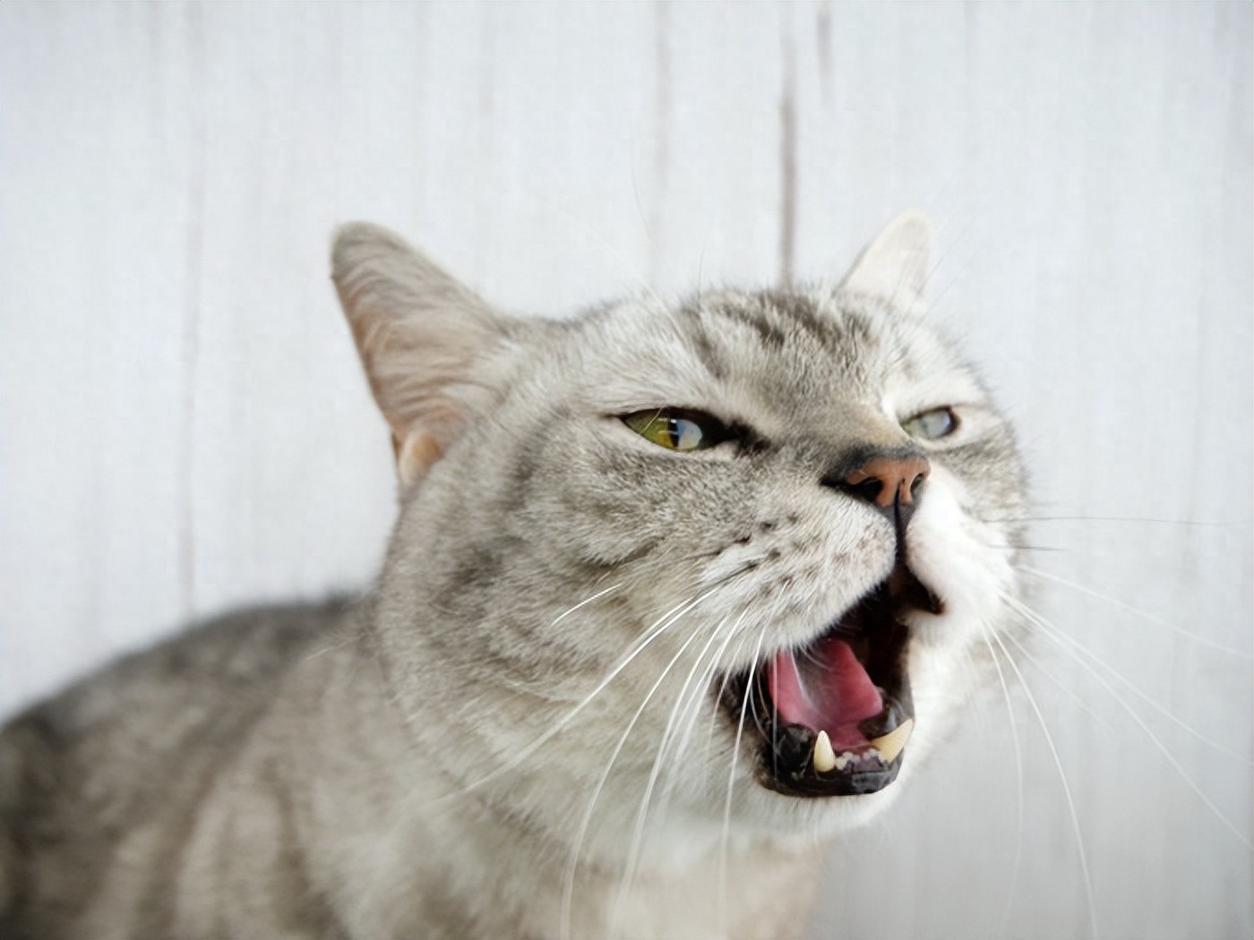 猫咪喉咙嘶哑原因_猫咪叫声嘶哑可能是喉部问题_猫咪叫声变化原因
