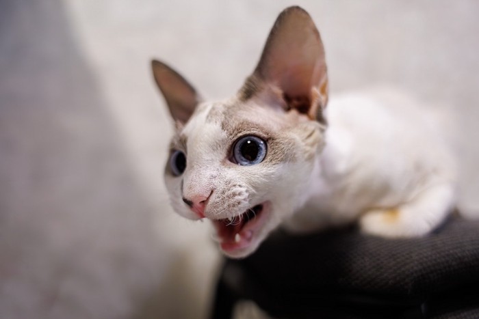 猫咪叫声嘶哑可能是喉部问题_猫咪喉咙嘶哑原因_猫咪叫声变化原因