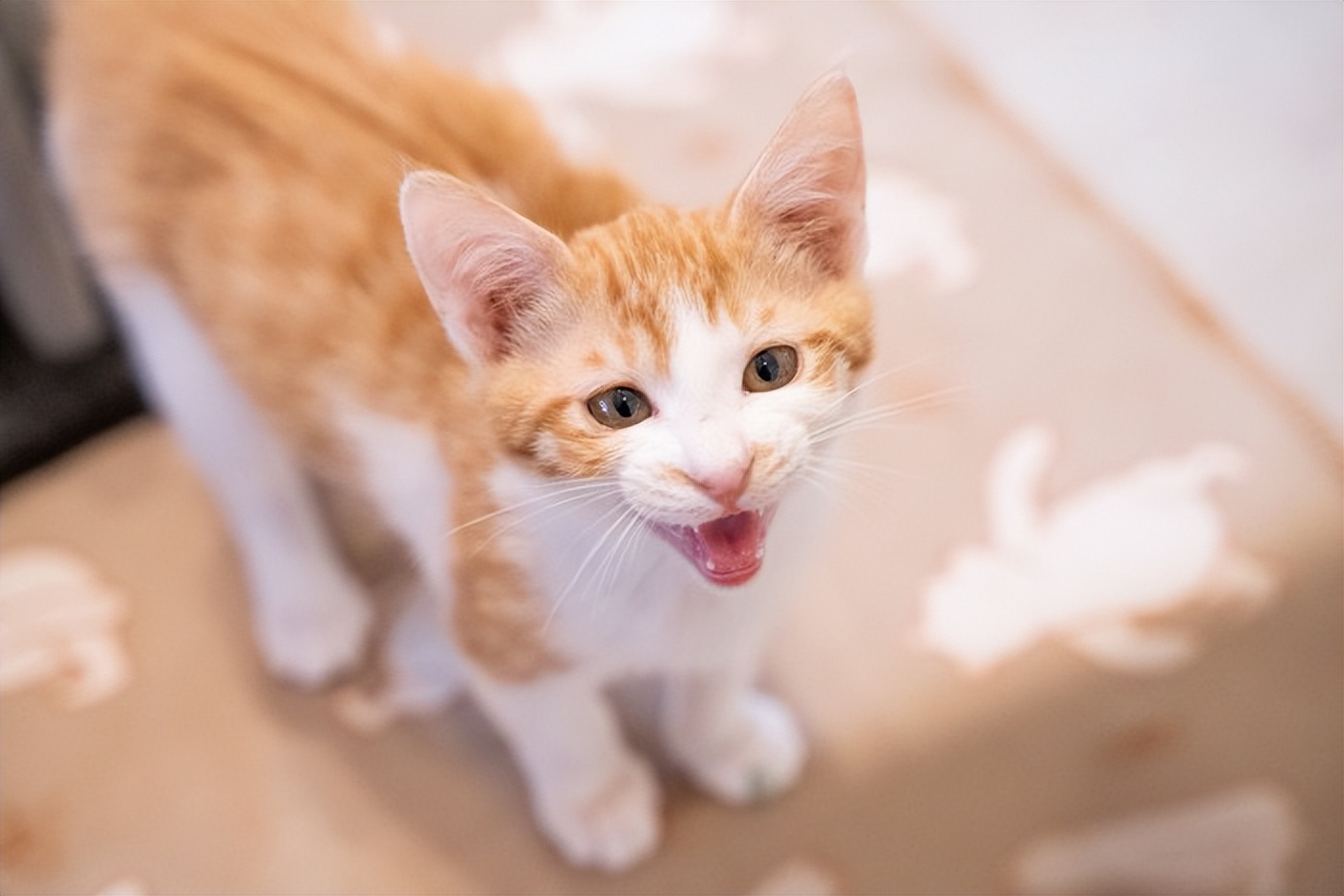 猫咪喉咙嘶哑原因_猫咪叫声嘶哑可能是喉部问题_猫咪叫声变化原因