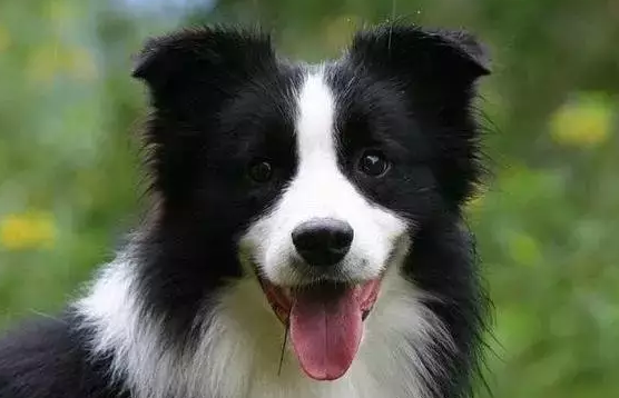 边牧专栏丨边境牧羊犬这些部位的毛发要特别注意