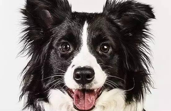 边牧专栏丨边境牧羊犬这些部位的毛发要特别注意