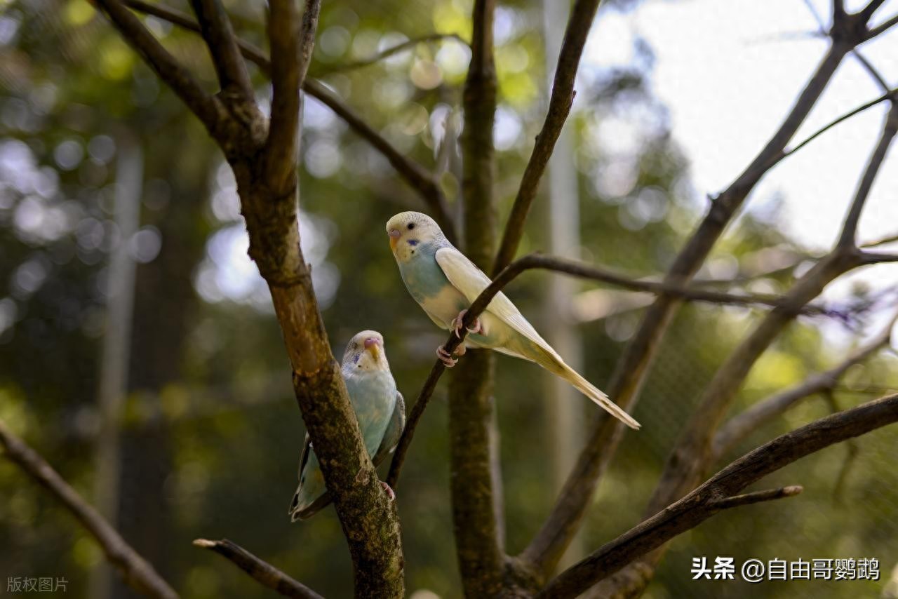 玄凤鹦鹉吐食喂雏的疾病风险_鹦鹉养殖经验_鹦鹉饲养注意事项