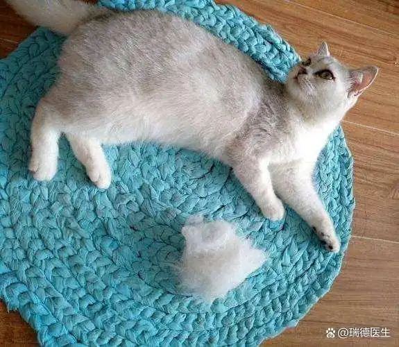 猫咪皮肤出现圆形脱毛要当心猫癣_猫咪正常掉毛与病理性掉毛区分_猫癣症状与正常掉毛对比