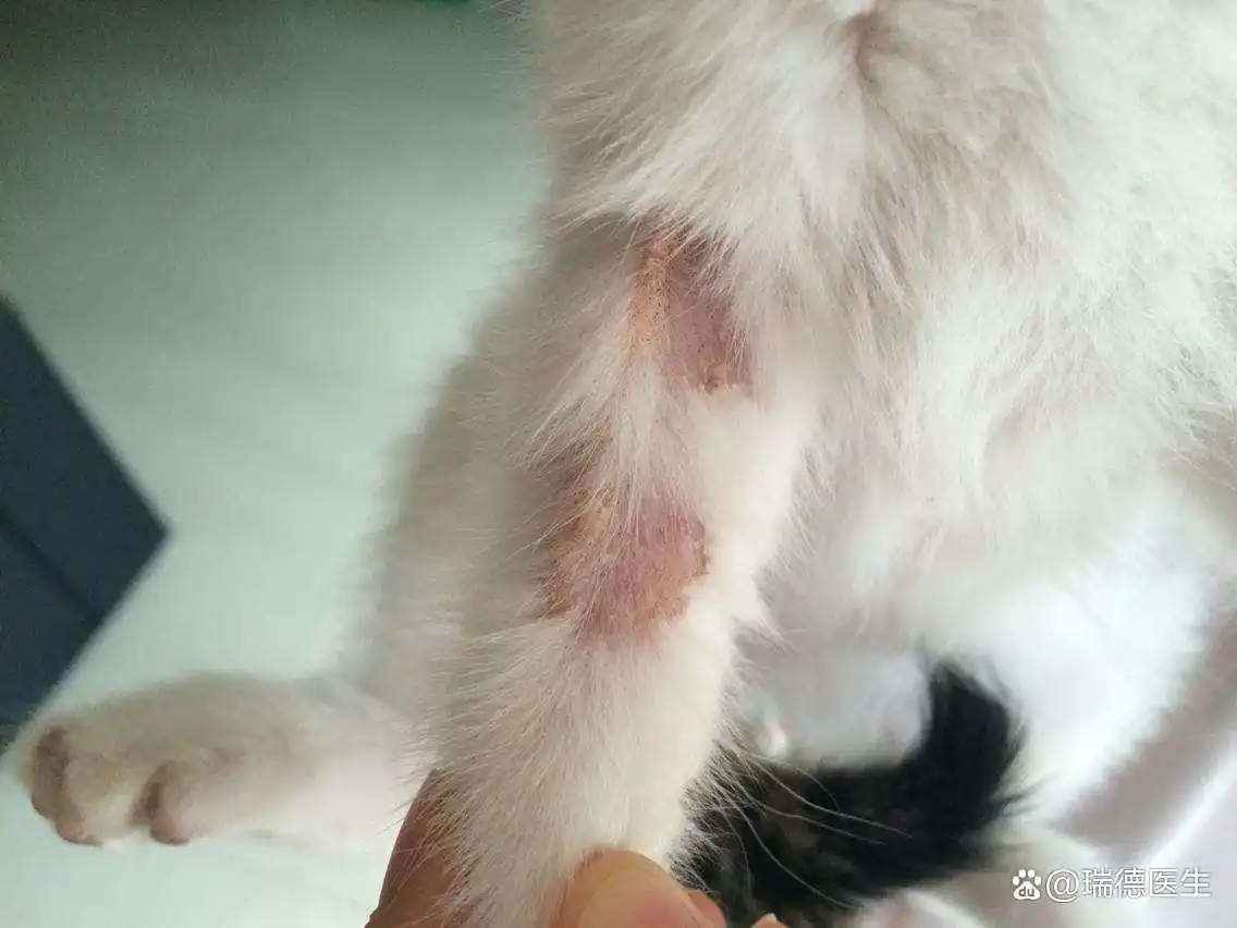 猫咪皮肤出现圆形脱毛要当心猫癣_猫咪正常掉毛与病理性掉毛区分_猫癣症状与正常掉毛对比