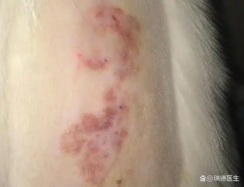 猫咪正常掉毛与病理性掉毛区分_猫癣症状与正常掉毛对比_猫咪皮肤出现圆形脱毛要当心猫癣