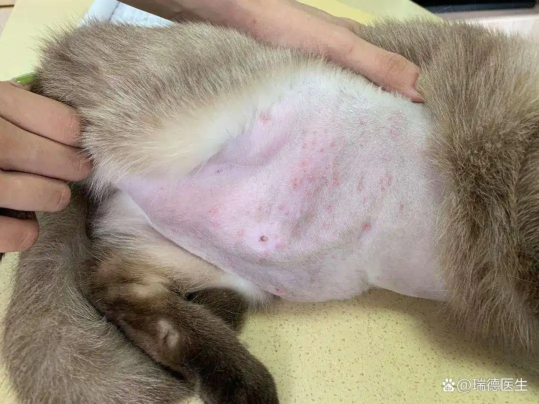 猫咪皮肤出现圆形脱毛要当心猫癣_猫咪正常掉毛与病理性掉毛区分_猫癣症状与正常掉毛对比