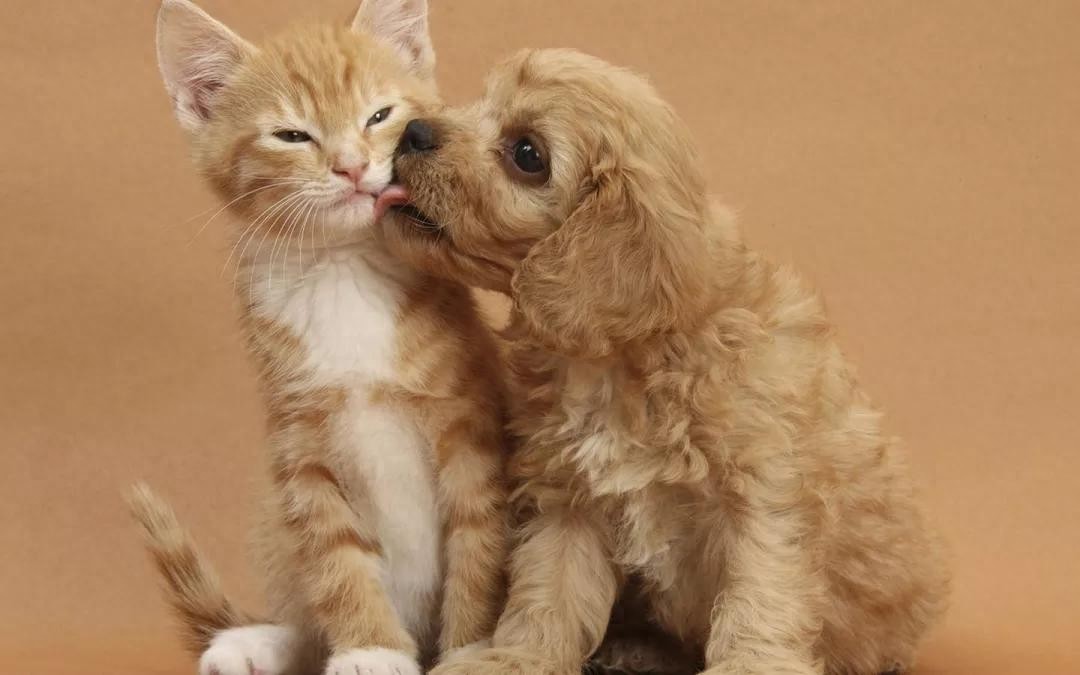 猫咪叫声沙哑的原因及应对措施-派特超人-宠物