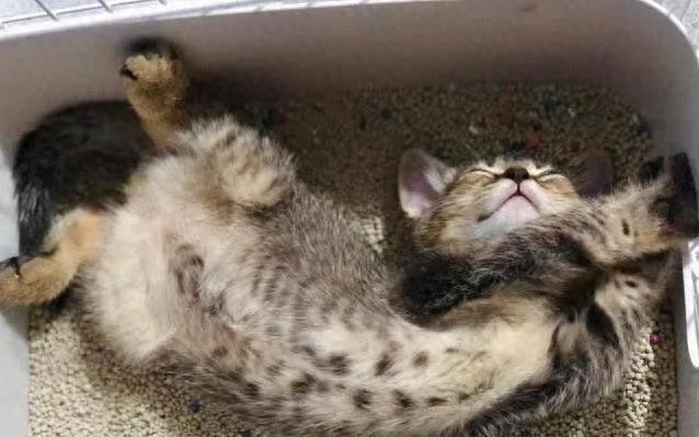 猫咪睡觉位置分析_猫咪为什么喜欢睡在书堆里_猫咪睡高处原因