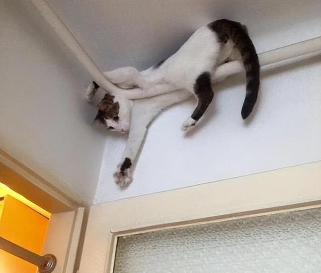 猫咪睡觉位置分析_猫咪睡高处原因_猫咪为什么喜欢睡在书堆里