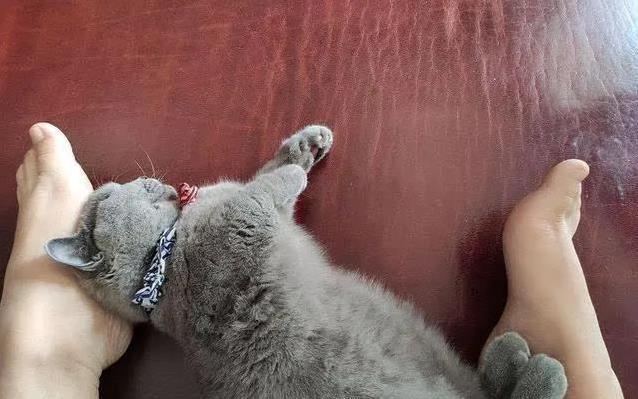 猫咪为什么喜欢睡在书堆里_猫咪睡觉位置分析_猫咪睡高处原因