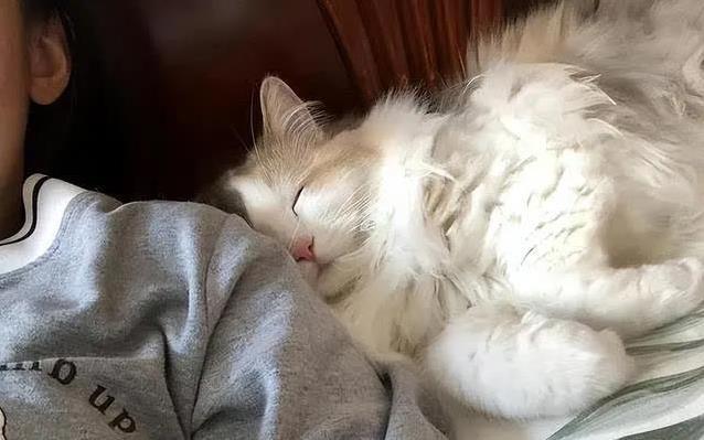 猫咪睡觉位置分析_猫咪睡高处原因_猫咪为什么喜欢睡在书堆里