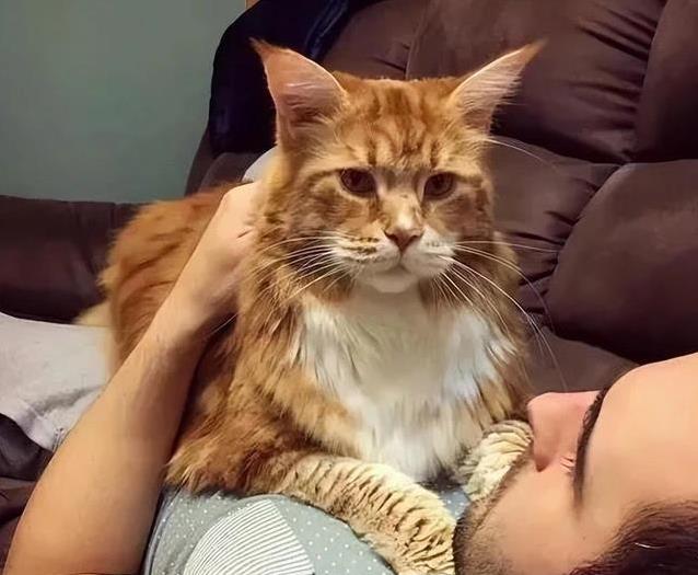 猫咪睡高处原因_猫咪睡觉位置分析_猫咪为什么喜欢睡在书堆里