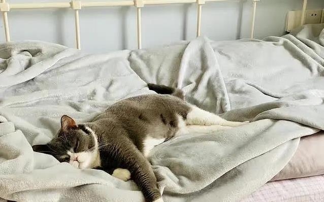 猫咪为什么喜欢睡在书堆里_猫咪睡觉位置分析_猫咪睡高处原因
