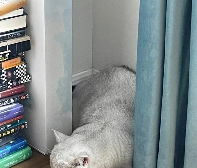 猫咪为什么喜欢睡在书堆里_猫咪睡觉位置分析_猫咪睡高处原因