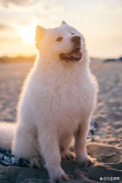 狗狗脚臭原因_狗狗脚气味道_宠物脚毛修剪的必要性分析