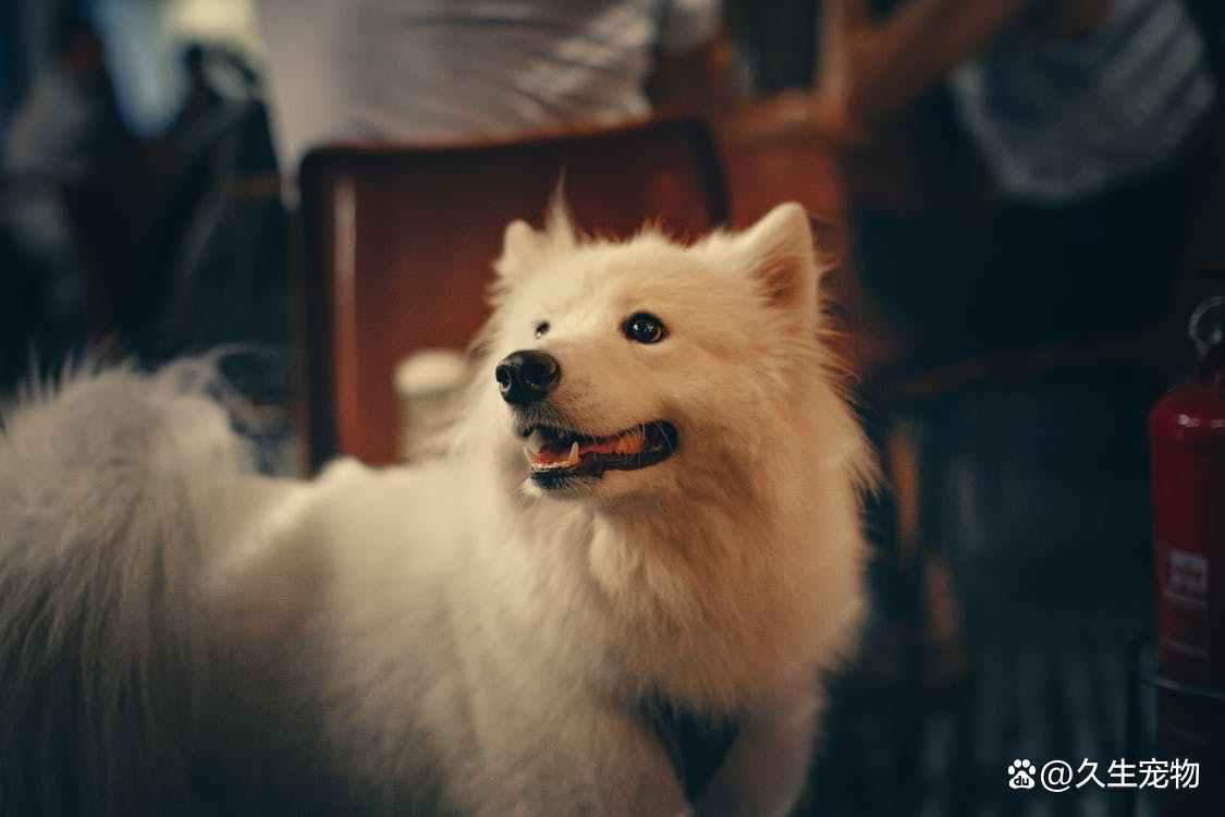 狗狗脚气味道_狗狗脚臭原因_宠物脚毛修剪的必要性分析