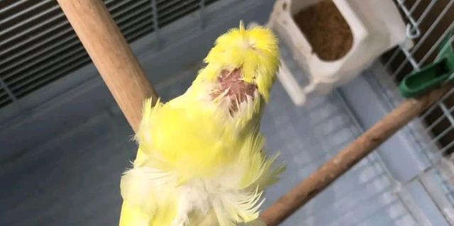 虎皮鹦鹉尾巴羽毛掉了？如何促进羽毛生长？-派特超人-宠物