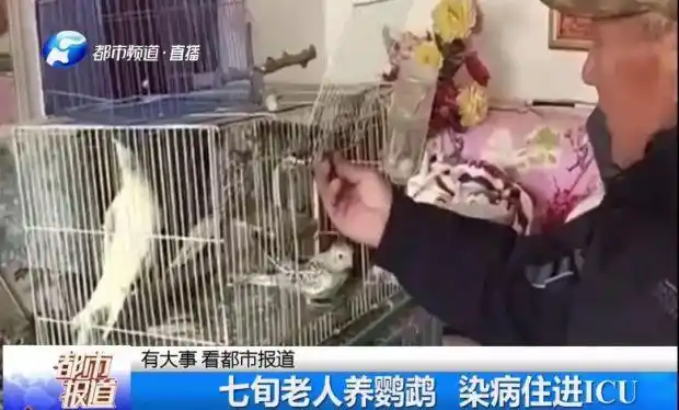 老人养鹦鹉住进ICU！夏季家里养鸟的要注意了！-派特超人-宠物
