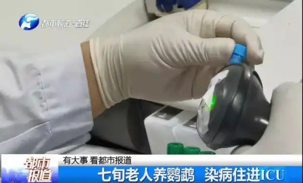 小太阳鹦鹉容易得什么病_鹦鹉热衣原体感染_鹦鹉热高危人群