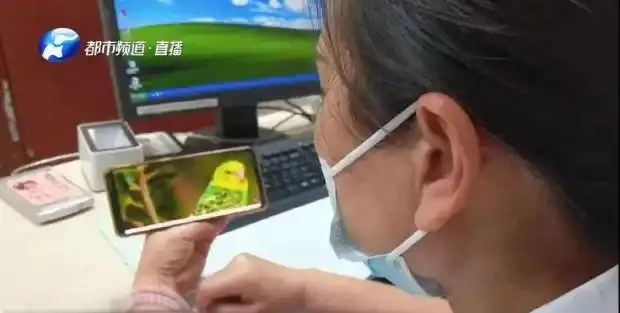 小太阳鹦鹉容易得什么病_鹦鹉热衣原体感染_鹦鹉热高危人群