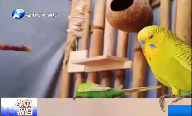 鹦鹉热衣原体感染_鹦鹉热高危人群_小太阳鹦鹉容易得什么病
