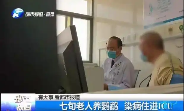 小太阳鹦鹉容易得什么病_鹦鹉热衣原体感染_鹦鹉热高危人群