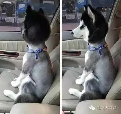 夏日狗毛大作战，注意事项123-派特超人-宠物