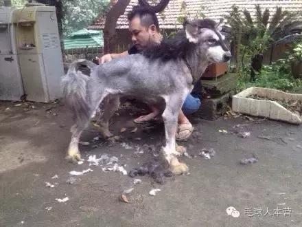 宠物脚毛修剪的必要性分析_狗狗剃毛护理方法_狗狗剃毛注意事项