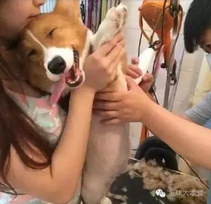 狗狗剃毛注意事项_宠物脚毛修剪的必要性分析_狗狗剃毛护理方法