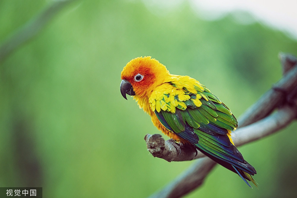 “鹦鹉热病”:美丽的鸟儿险些让人丧命-派特超人-宠物
